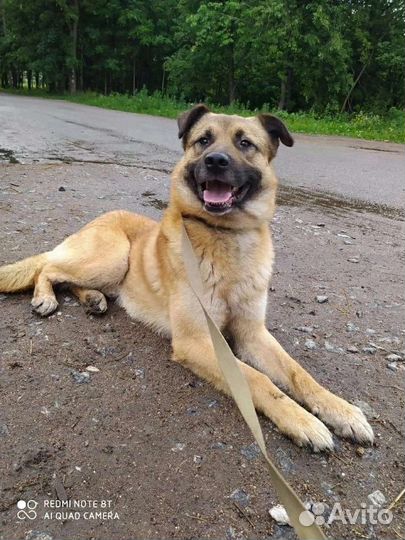 Красивый Зефир ищет дом в добрые руки