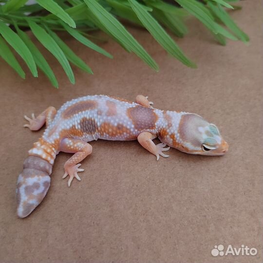 Гемитекониксы самцы