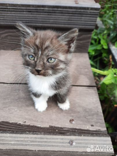 Котята в добрые руки бесплатно