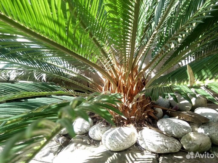 Цикас Саговая пальма
