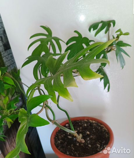 Филодендроны