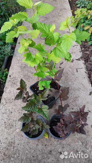 Декоративные кустарники