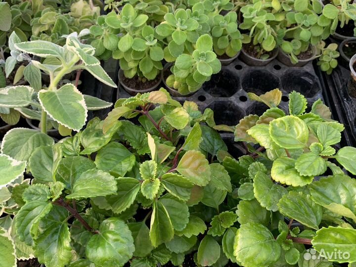 Плектрантусы