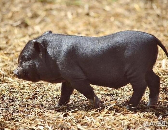 Вьетнамские поросята