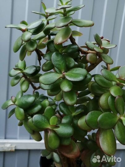 Денежное дерево + цветок в подарок