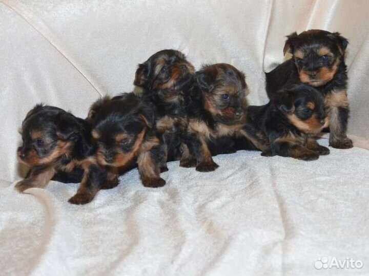 Йоркширский терьер