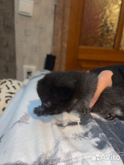 Маскарадные котята