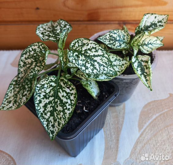 Гипестис,Белый мрамор,Гипоэстес(комн растения)