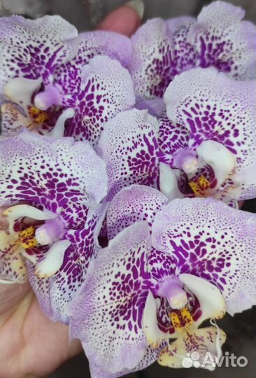 Орхидея фаленопсис бабочка Даймонд