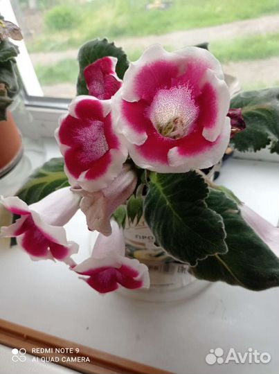 Фиалки продажа. Глоксинии