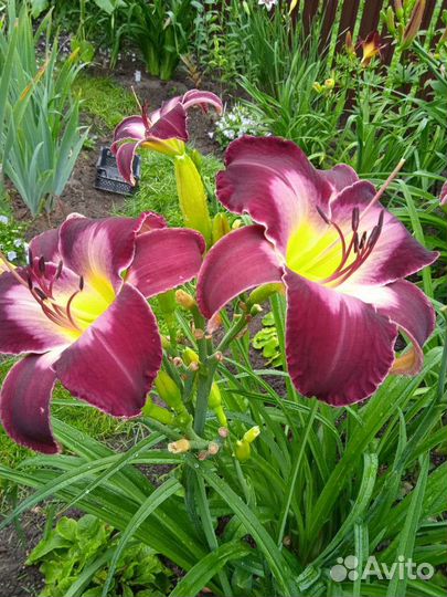 Лилейники сортовые