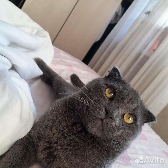 Кот шотландец на вязку