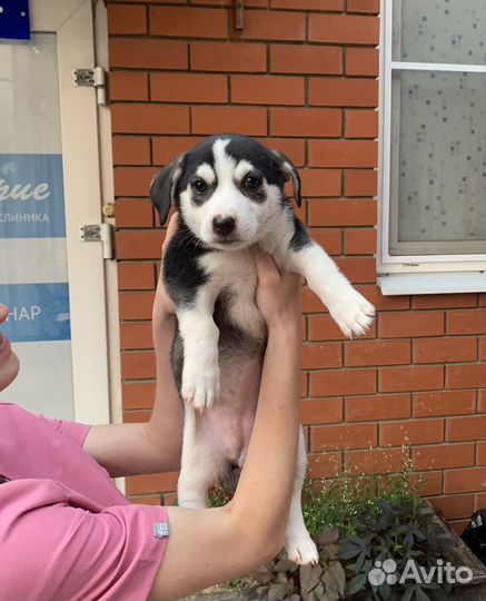 Собаки бесплатно