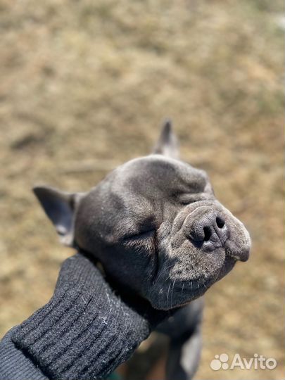 Французский бульдог голубой вязка