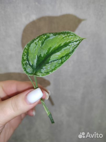 Сциндапсусы сортовые