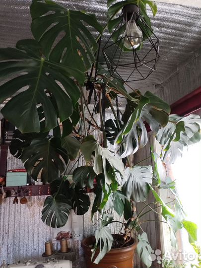 Комнатные растения цветы большие