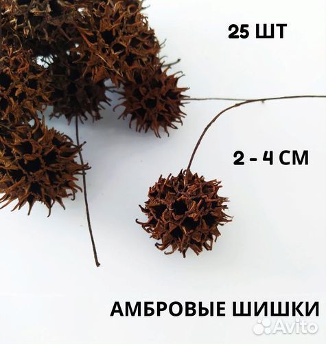 Шишки Ликвидамбар (амбрового дерева)