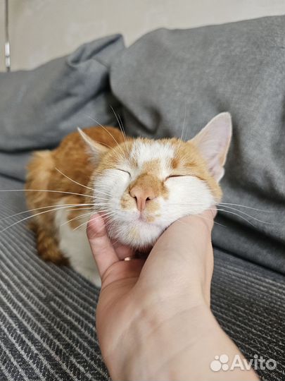 Кот ищет дом