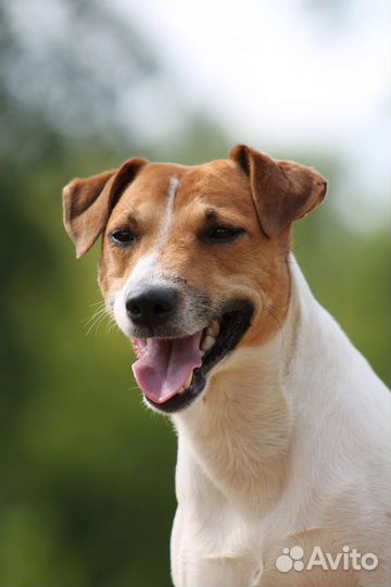 Парсон Рассел терьер вязка