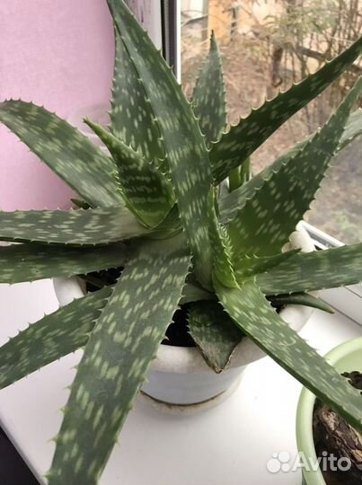 Алоэ, кактусы