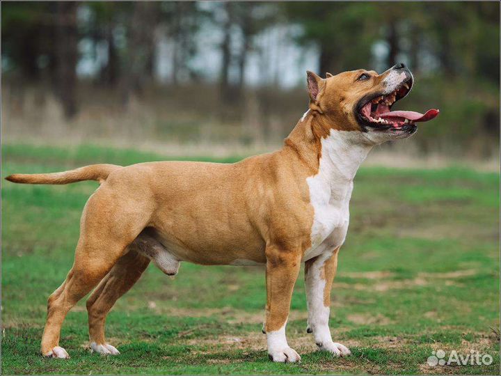 Инструктор (кинолог) клеймение, вязка, дрессировка