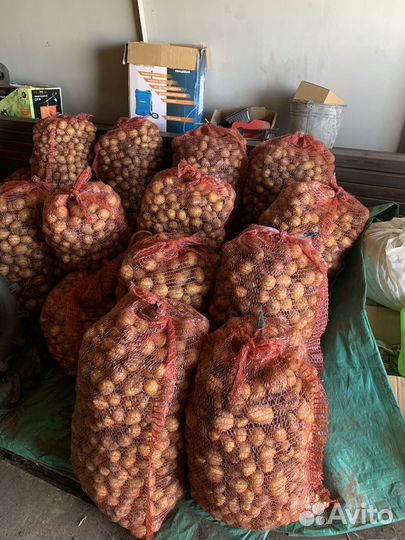 Картофель кормовой