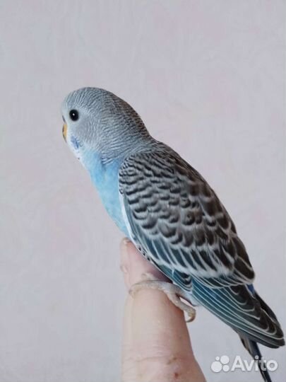 Птенцы волнистый попугай