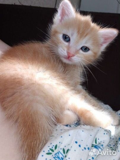 Котята в дар