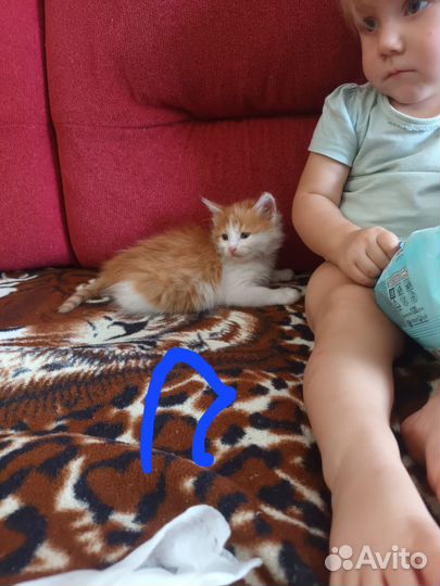 Отдадим котят