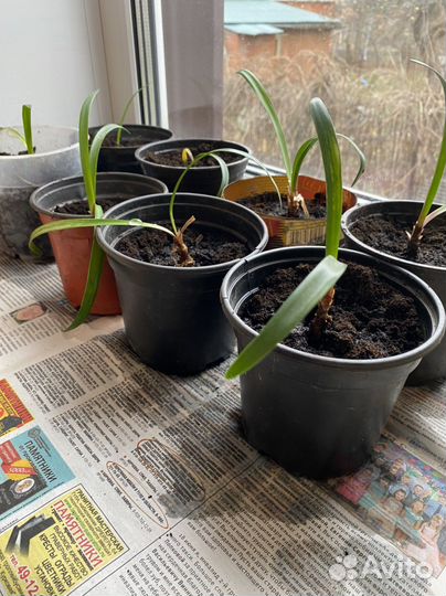 Гиппиаструм