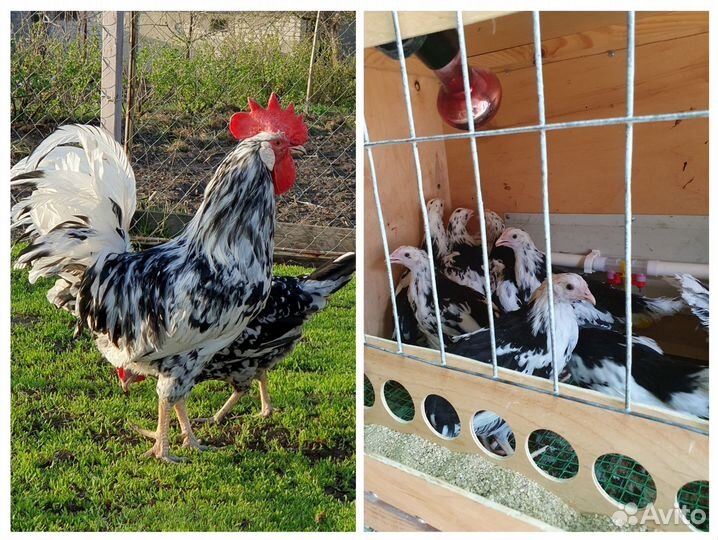 Цыплята.Петухи.Инкуб.яйцо