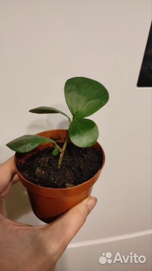 Фикус диверсифолия