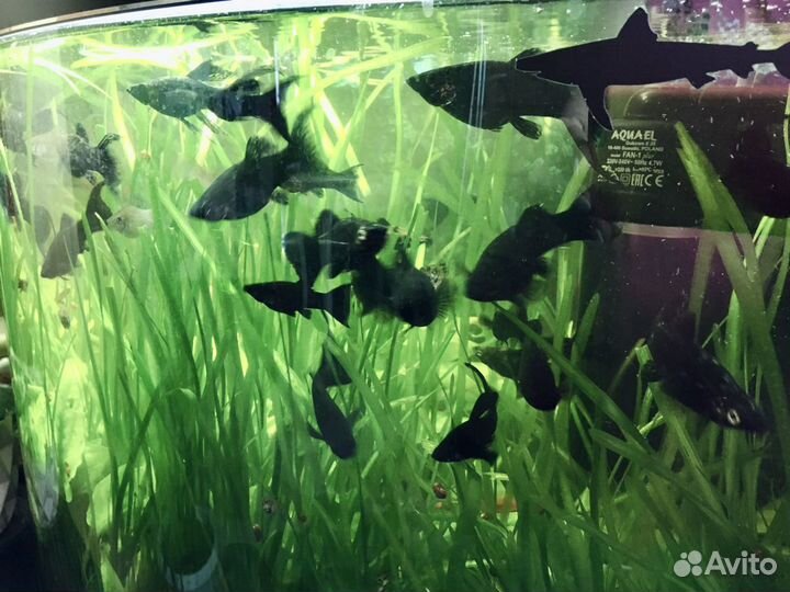 Готовый аквариум в сборе