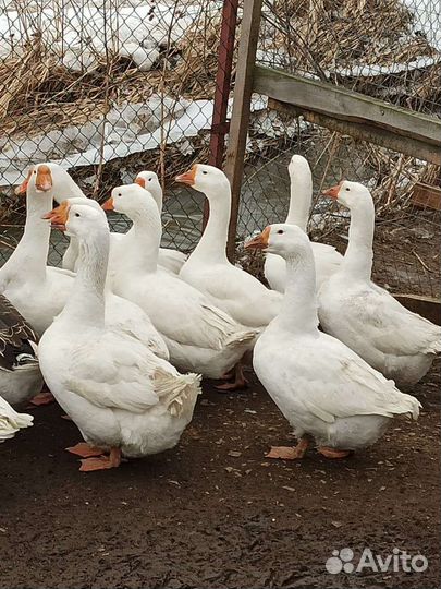 Гусь+гусыня