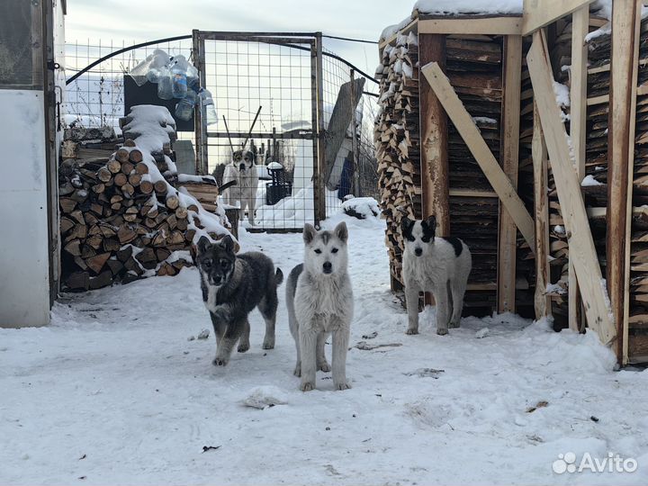 Метисы хаски