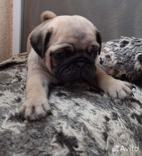 Щенки мопса