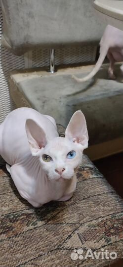 Разноглазый Котик сфинкс