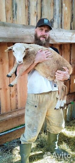 Катумский баран