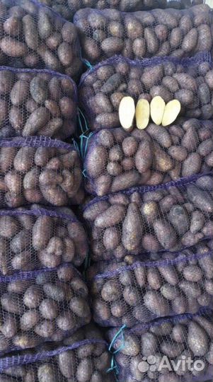 Картофель, бесплатная доставка 15 октября