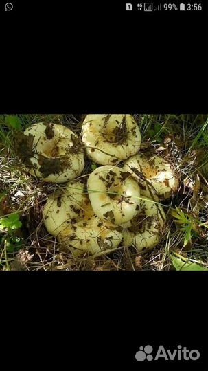 Солёные грузди