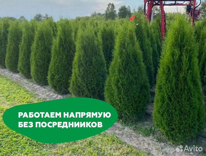 Туя смарагд