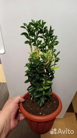 Бересклет Blanca