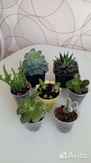 Суккуленты