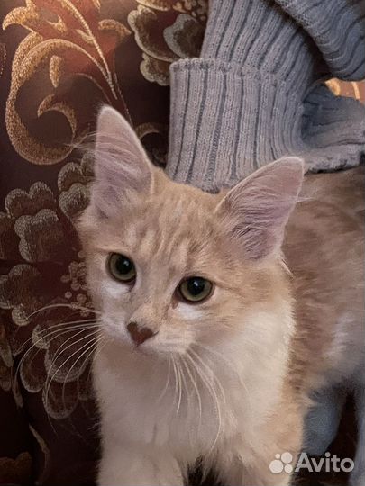 Котенок