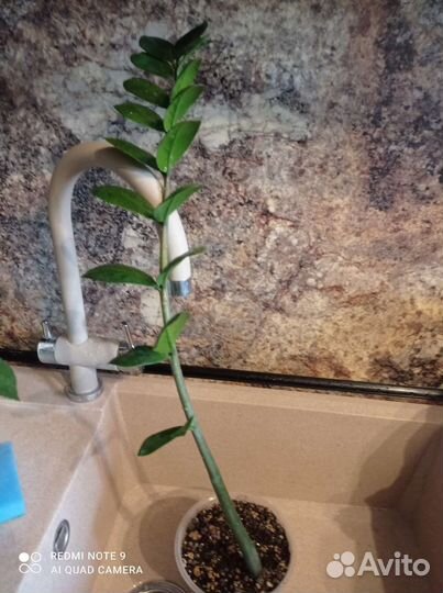 Замиокулькас