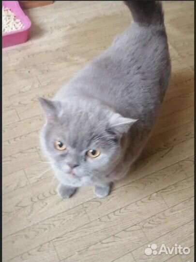 Кошки в добрые руки