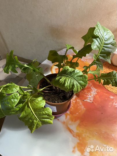 Кротон, Фикус, Педилантус