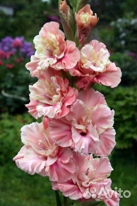 Гладиолусы луковицы