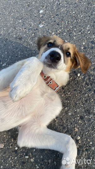 Добрая собака