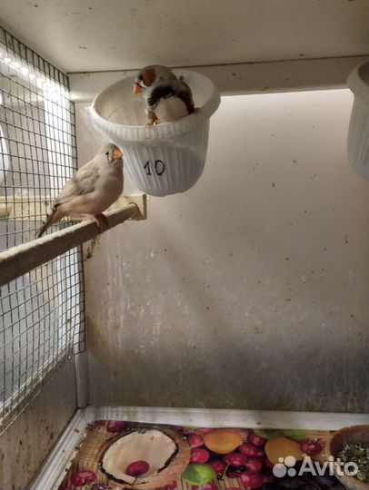 Молодые зебровые амадины